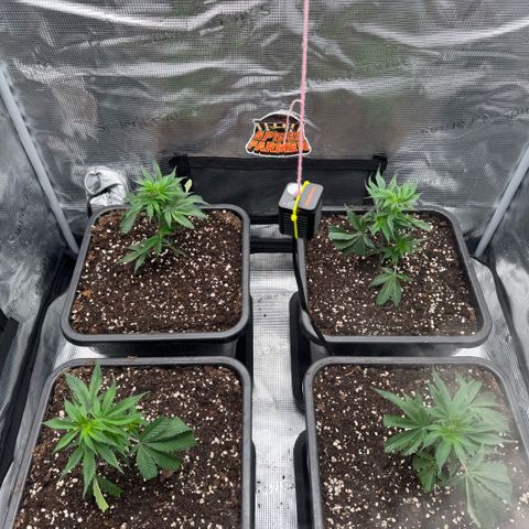 Super Buff Cherry #26  (4) growlog timeline photo