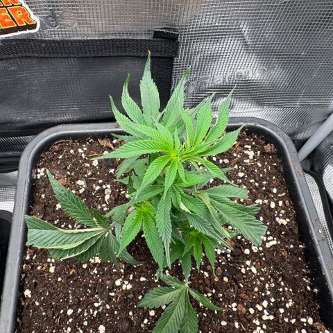 Super Buff Cherry #26  (4) growlog timeline photo