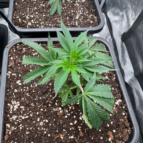 Super Buff Cherry #26  (4) growlog timeline photo