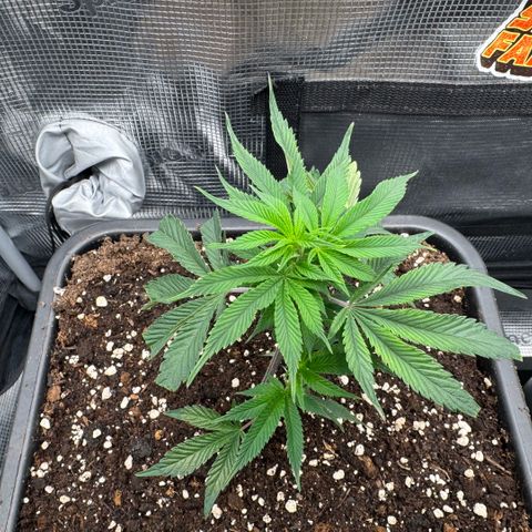 Super Buff Cherry #26  (4) growlog timeline photo