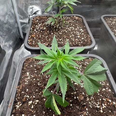 Super Buff Cherry #26  (4) growlog timeline photo