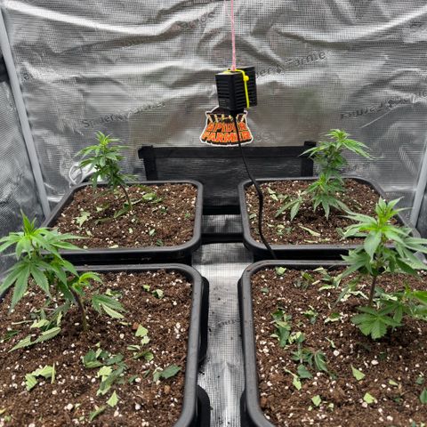 Super Buff Cherry #26  (4) growlog timeline photo