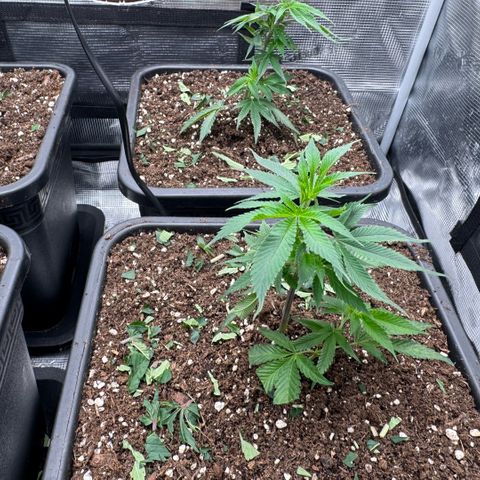 Super Buff Cherry #26  (4) growlog timeline photo