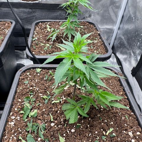 Super Buff Cherry #26  (4) growlog timeline photo