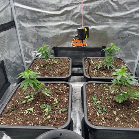 Super Buff Cherry #26  (4) growlog timeline photo