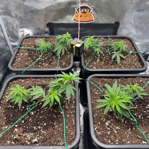 Super Buff Cherry #26  (4) growlog timeline photo