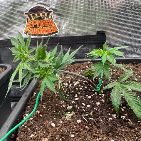 Super Buff Cherry #26  (4) growlog timeline photo
