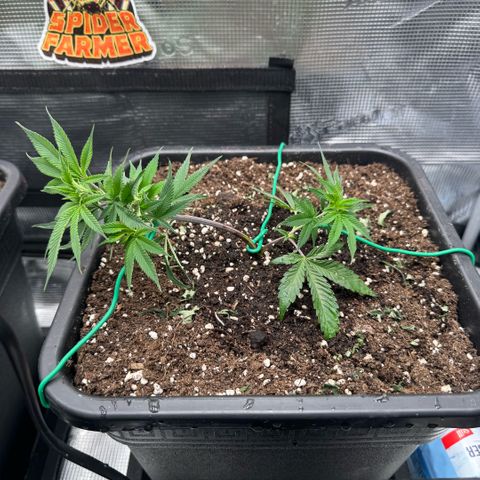 Super Buff Cherry #26  (4) growlog timeline photo