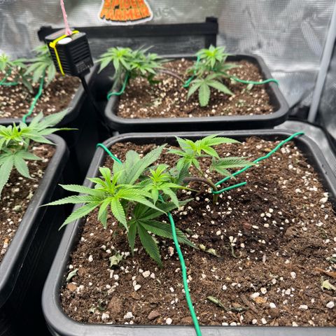 Super Buff Cherry #26  (4) growlog timeline photo