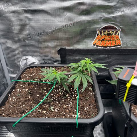 Super Buff Cherry #26  (4) growlog timeline photo