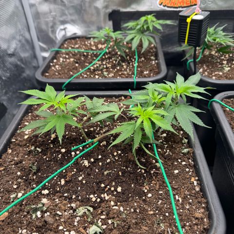 Super Buff Cherry #26  (4) growlog timeline photo