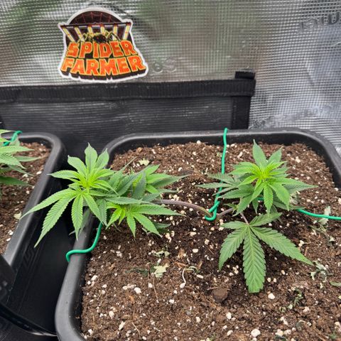 Super Buff Cherry #26  (4) growlog timeline photo