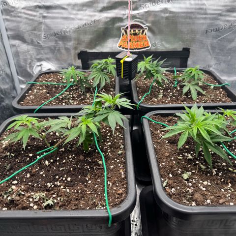 Super Buff Cherry #26  (4) growlog timeline photo