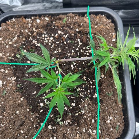 Super Buff Cherry #26  (4) growlog timeline photo