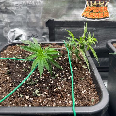 Super Buff Cherry #26  (4) growlog timeline photo