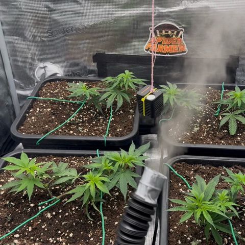 Super Buff Cherry #26  (4) growlog timeline photo