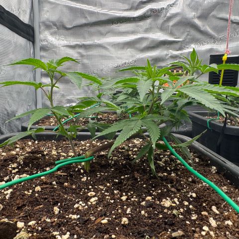 Super Buff Cherry #26  (4) growlog timeline photo