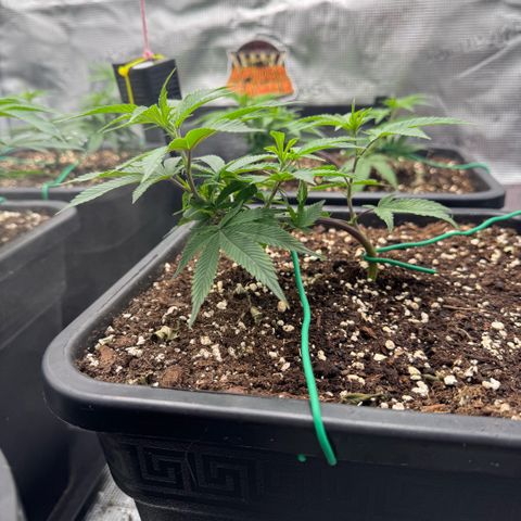 Super Buff Cherry #26  (4) growlog timeline photo