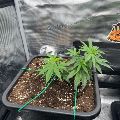 Super Buff Cherry #26  (4) growlog timeline photo