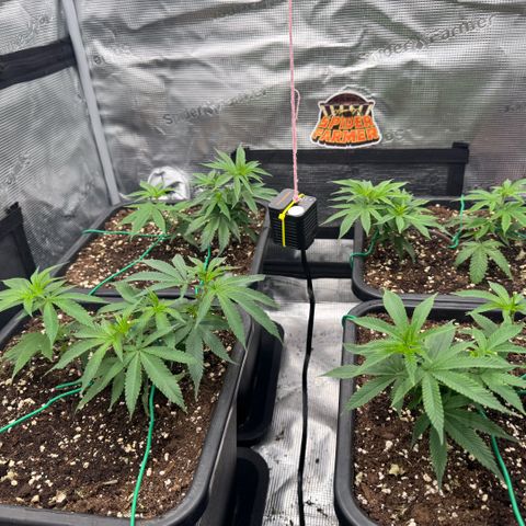 Super Buff Cherry #26  (4) growlog timeline photo