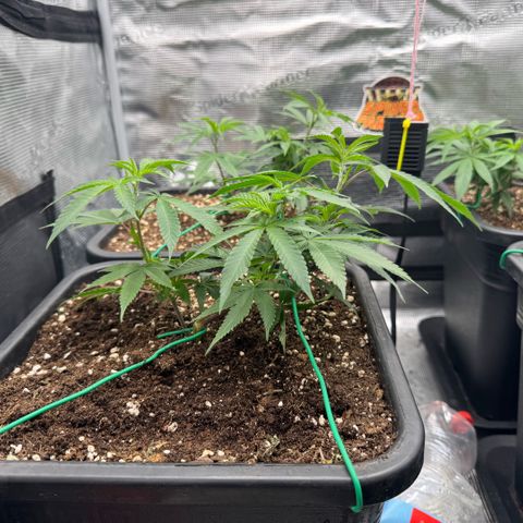 Super Buff Cherry #26  (4) growlog timeline photo