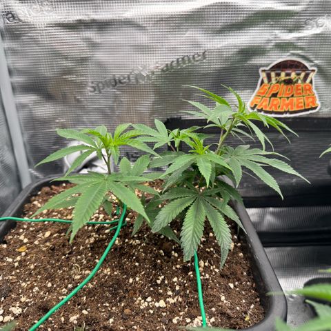 Super Buff Cherry #26  (4) growlog timeline photo