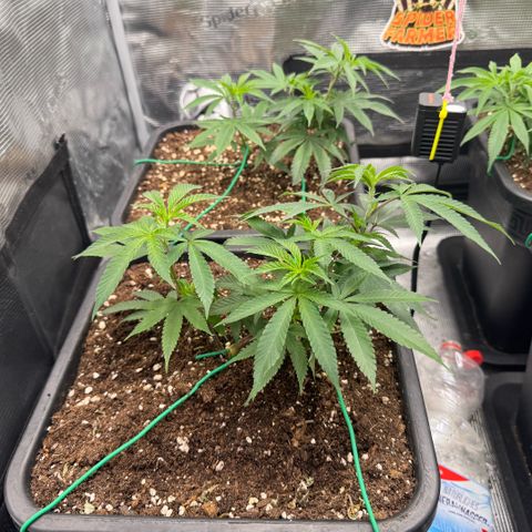 Super Buff Cherry #26  (4) growlog timeline photo