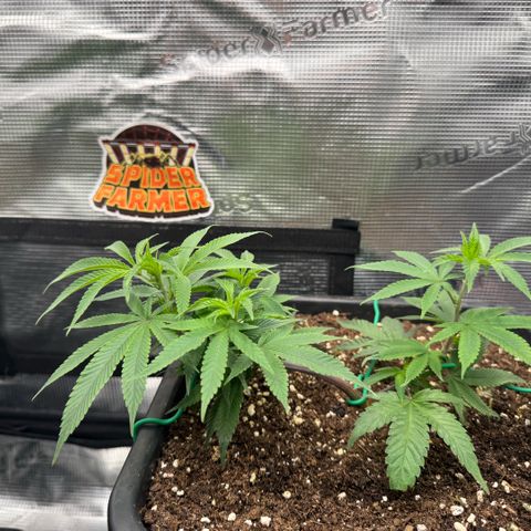 Super Buff Cherry #26  (4) growlog timeline photo