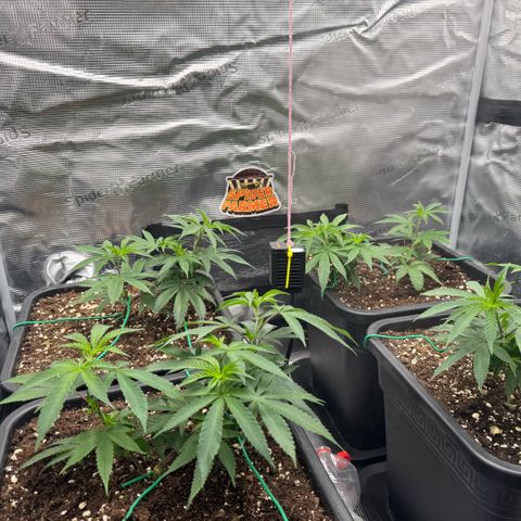 Super Buff Cherry #26  (4) growlog timeline photo