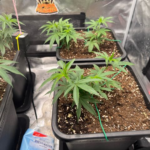 Super Buff Cherry #26  (4) growlog timeline photo