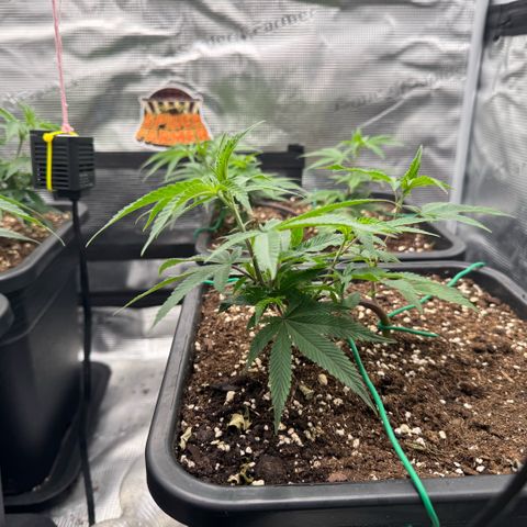 Super Buff Cherry #26  (4) growlog timeline photo