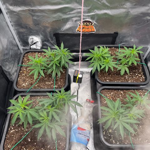 Super Buff Cherry #26  (4) growlog timeline photo