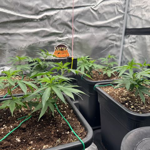 Super Buff Cherry #26  (4) growlog timeline photo