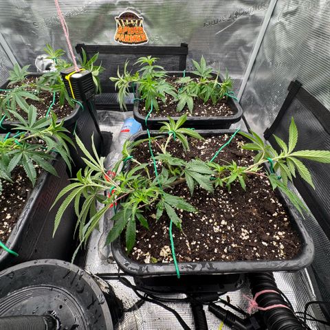 Super Buff Cherry #26  (4) growlog timeline photo