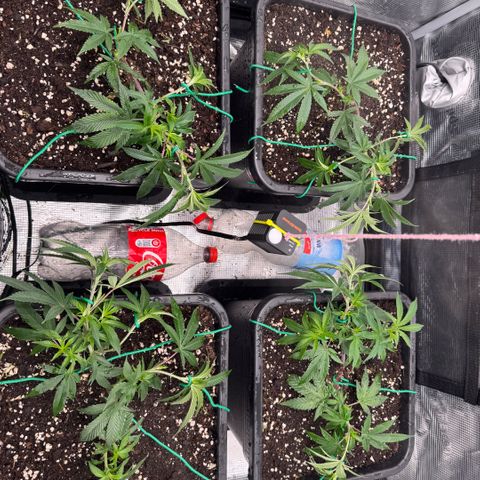 Super Buff Cherry #26  (4) growlog timeline photo