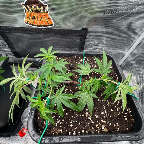 Super Buff Cherry #26  (4) growlog timeline photo