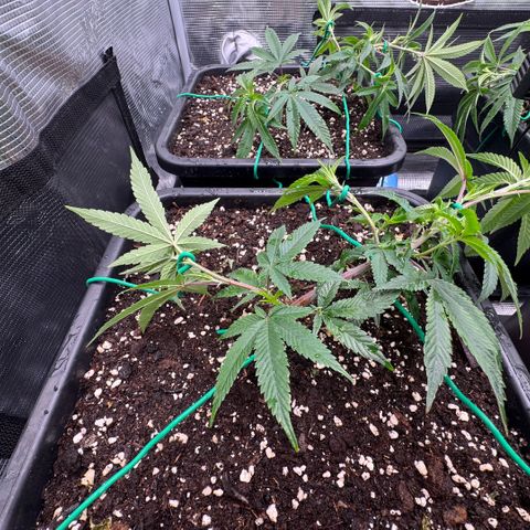 Super Buff Cherry #26  (4) growlog timeline photo
