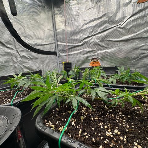 Super Buff Cherry #26  (4) growlog timeline photo