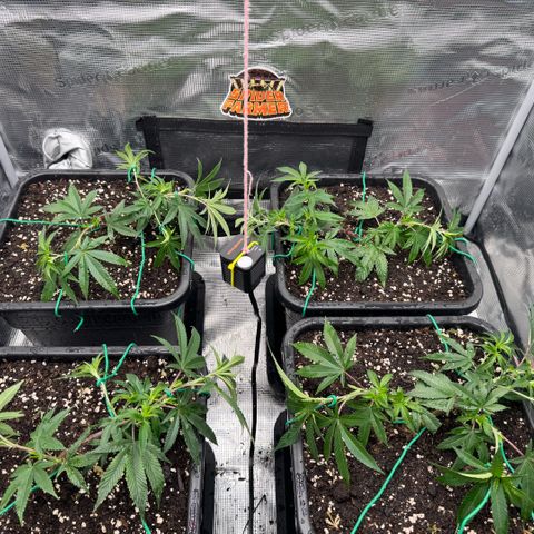Super Buff Cherry #26  (4) growlog timeline photo