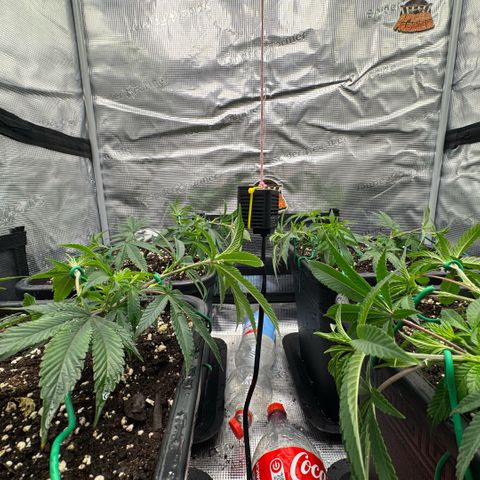 Super Buff Cherry #26  (4) growlog timeline photo