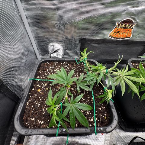Super Buff Cherry #26  (4) growlog timeline photo
