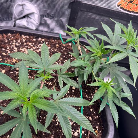 Super Buff Cherry #26  (4) growlog timeline photo