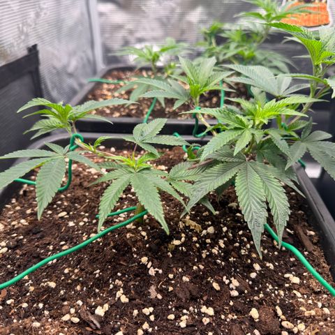 Super Buff Cherry #26  (4) growlog timeline photo