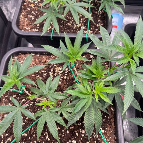 Super Buff Cherry #26  (4) growlog timeline photo