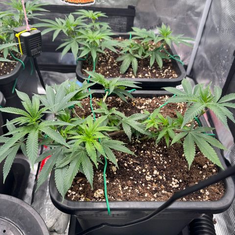 Super Buff Cherry #26  (4) growlog timeline photo