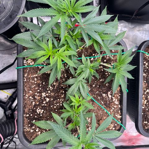 Super Buff Cherry #26  (4) growlog timeline photo