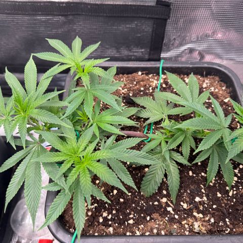 Super Buff Cherry #26  (4) growlog timeline photo