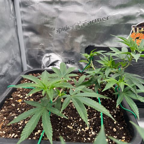Super Buff Cherry #26  (4) growlog timeline photo