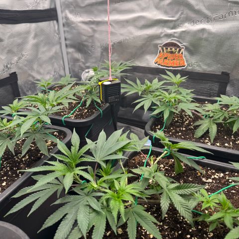 Super Buff Cherry #26  (4) growlog timeline photo