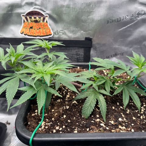 Super Buff Cherry #26  (4) growlog timeline photo